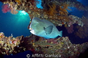 bumphed parrotfish by Afflitti Gianluca 